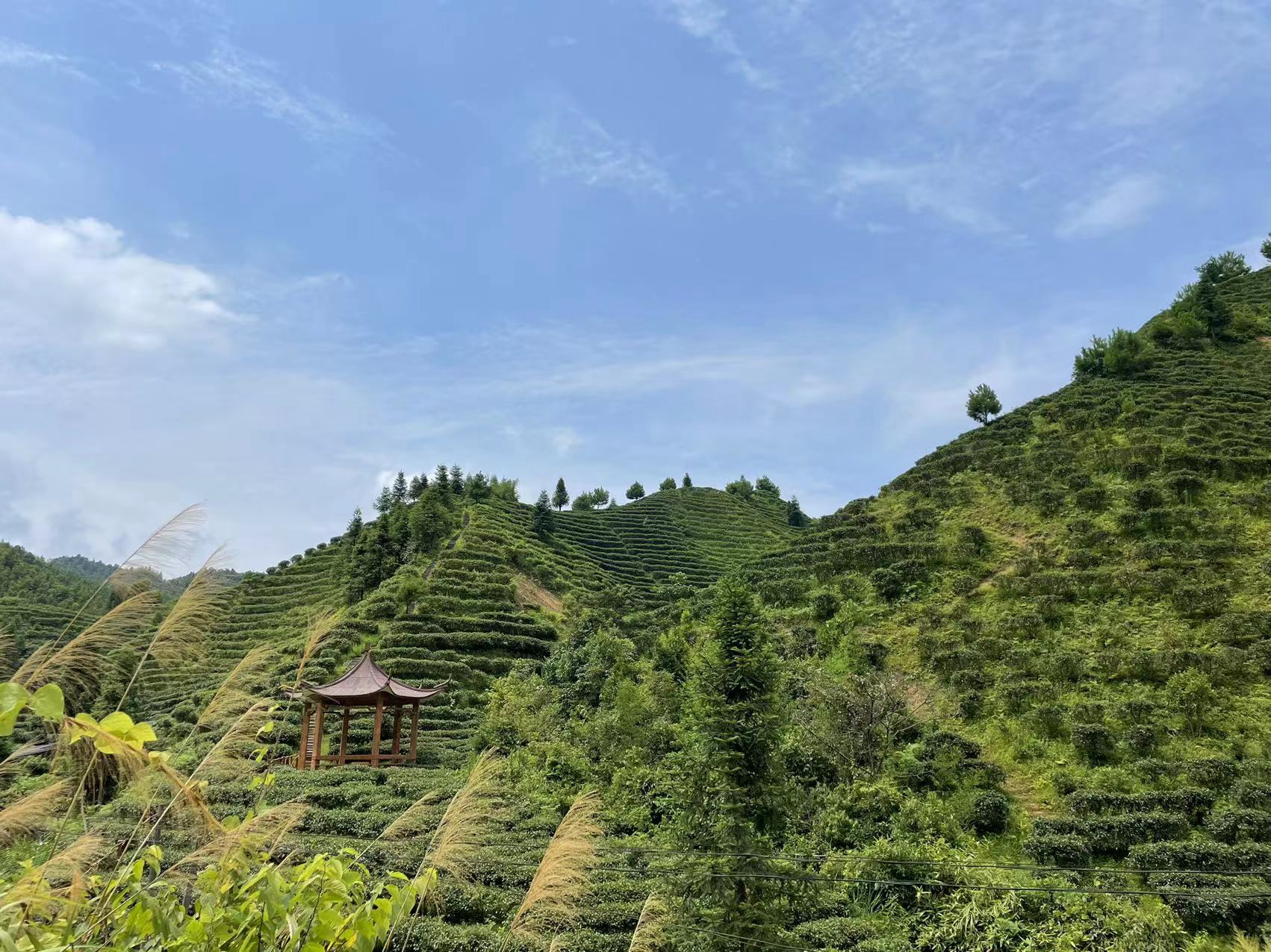 中禄松波茶色素源头工厂_大瑶山黑茶提取茶色素_茶色素源头厂家