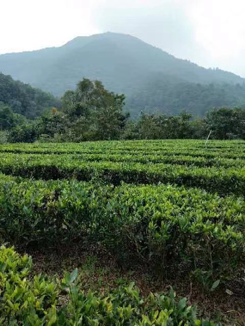 中禄松波茶色素源头工厂_茶褐素固体饮料代加工_茶褐素厂家