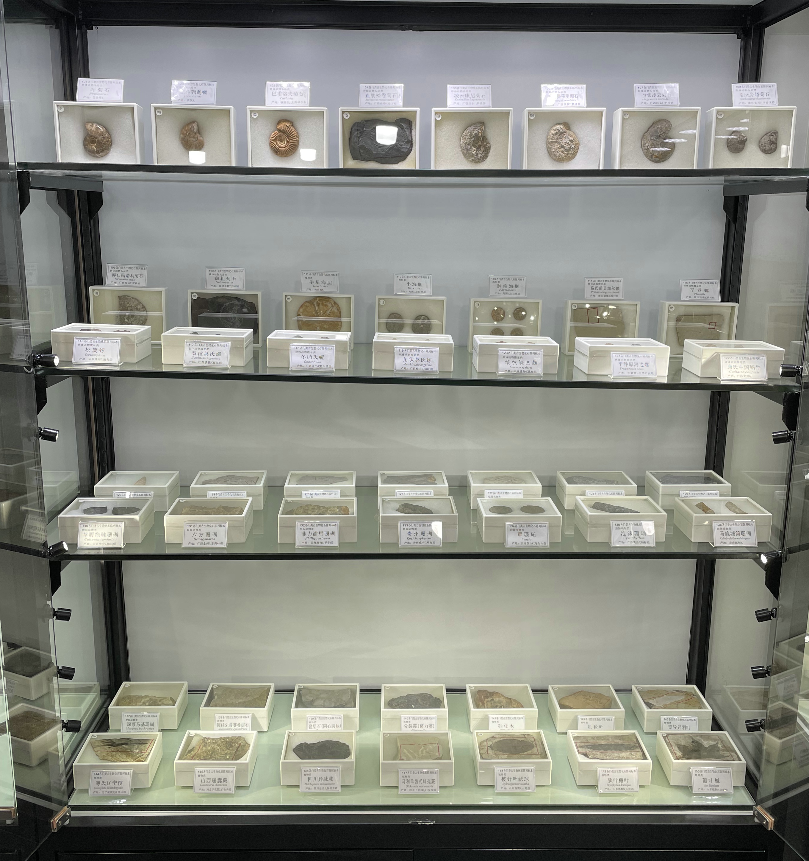 150件装各门类古生物化石陈列标本