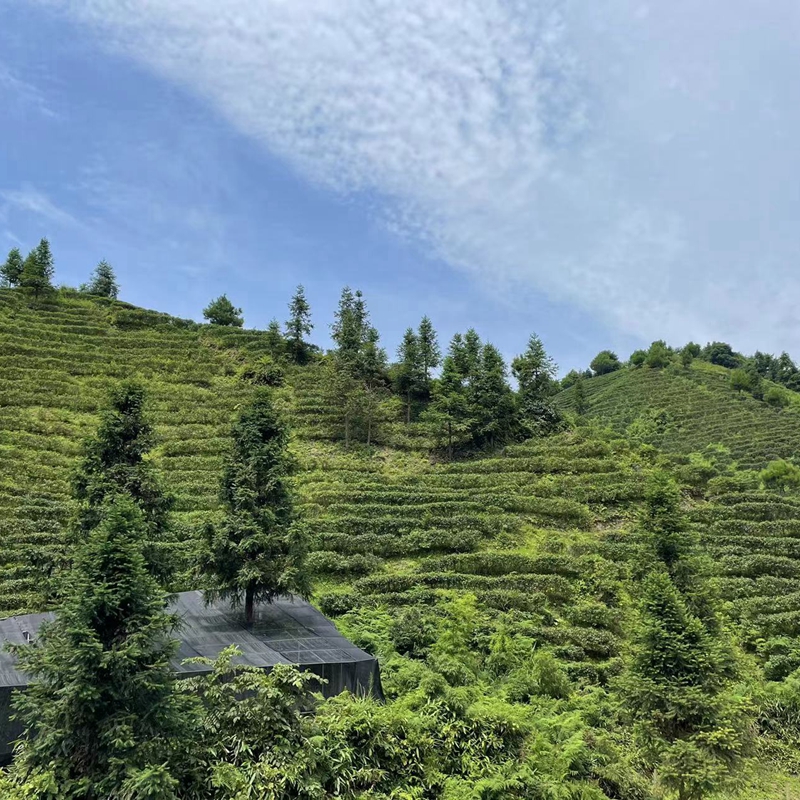 【中禄松波茶色素 茶褐素】_小分子提取茶色素_茶色素厂家