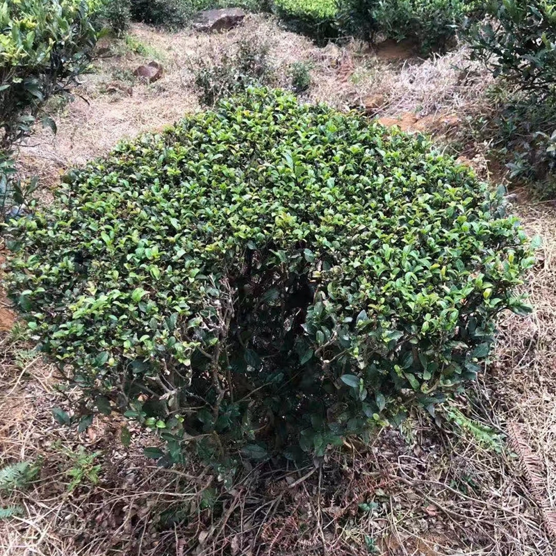 辽宁茶色素-茶中瑰宝，健康的必备品功能