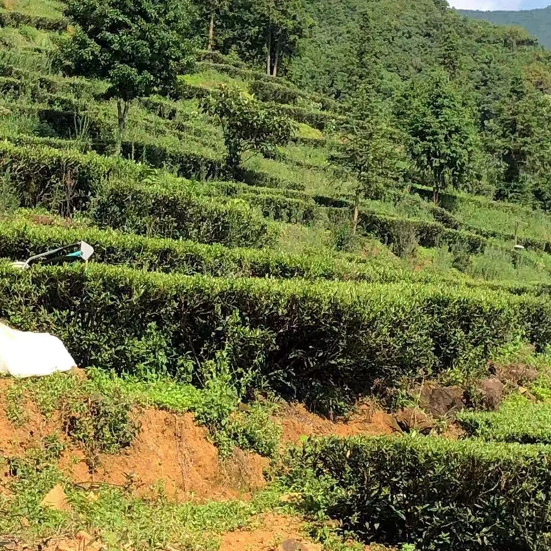 中禄松波茶色素源头工厂_茶色素固体饮料代加工_茶褐素厂家