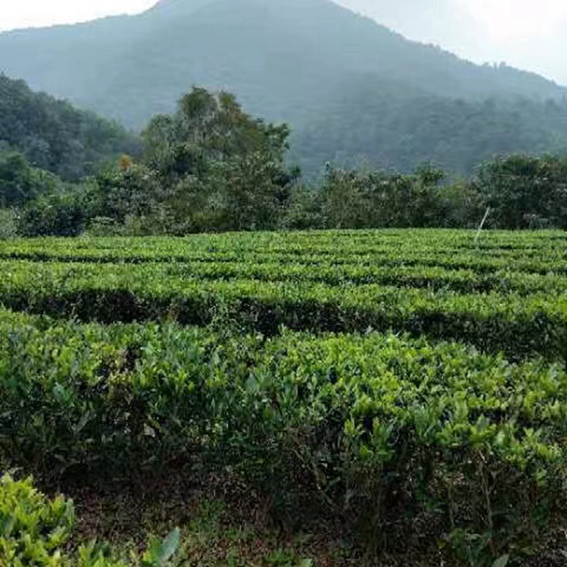 中禄松波茶色素源头工厂_茶色素茶饮料_茶色素原料生产厂家