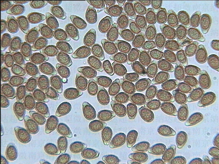 灵芝孢子粉杀菌箱 用于破壁灵芝孢子粉灭菌 满足规定的微生物指标要求