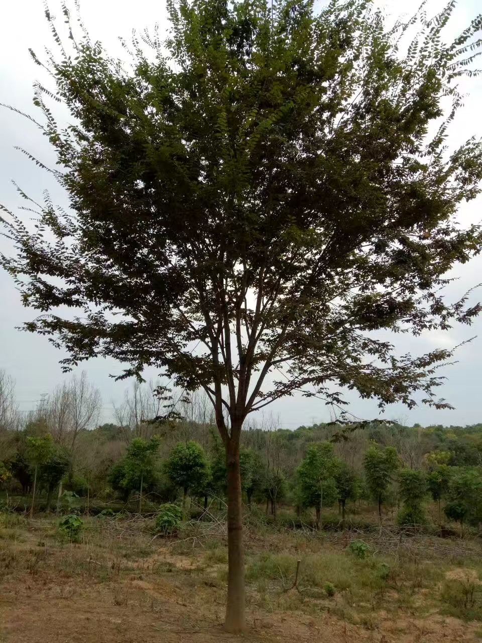 红榉树-12公分13公分14公分行道树价格与榉树生长速度介绍