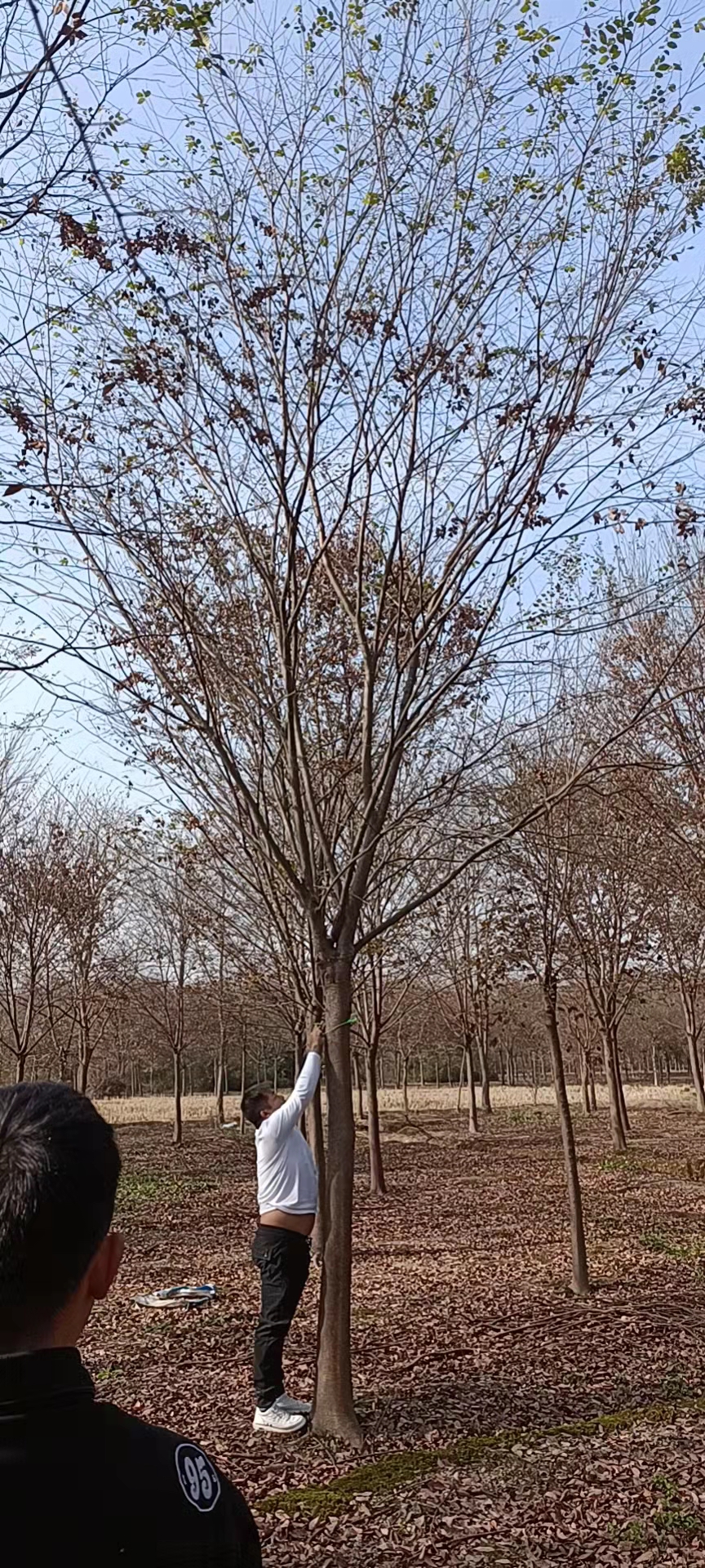 南京大型榉树-14公分15公分16公分18公分价格与移植技巧