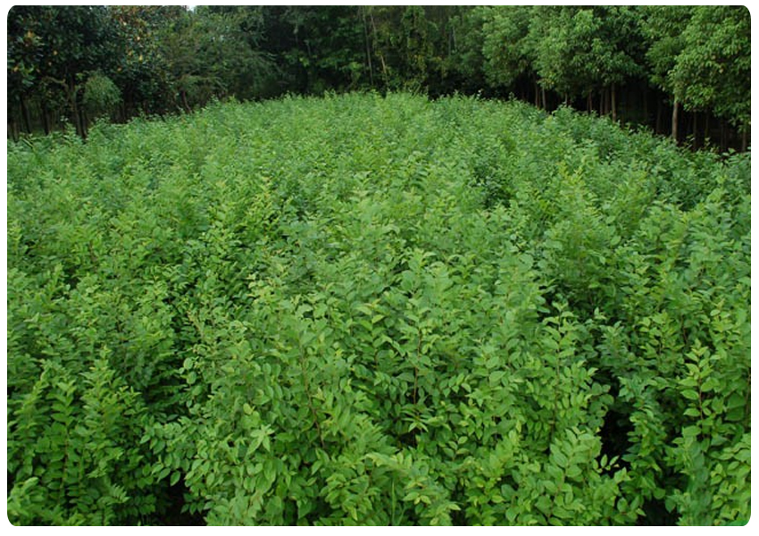 啸泉苗圃场 基地直销朴树 精品移栽朴树 现货丛生朴树 大规格朴树供应