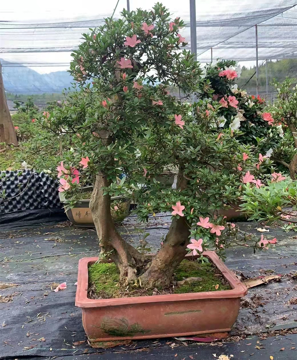杜鹃盆景