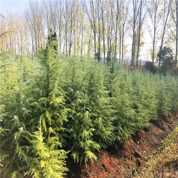 12公分雪松 南京雪松基地 优质雪松批发