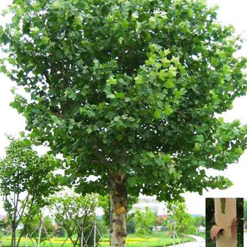 1570670725208784.jpg 1570670725208784.jpg