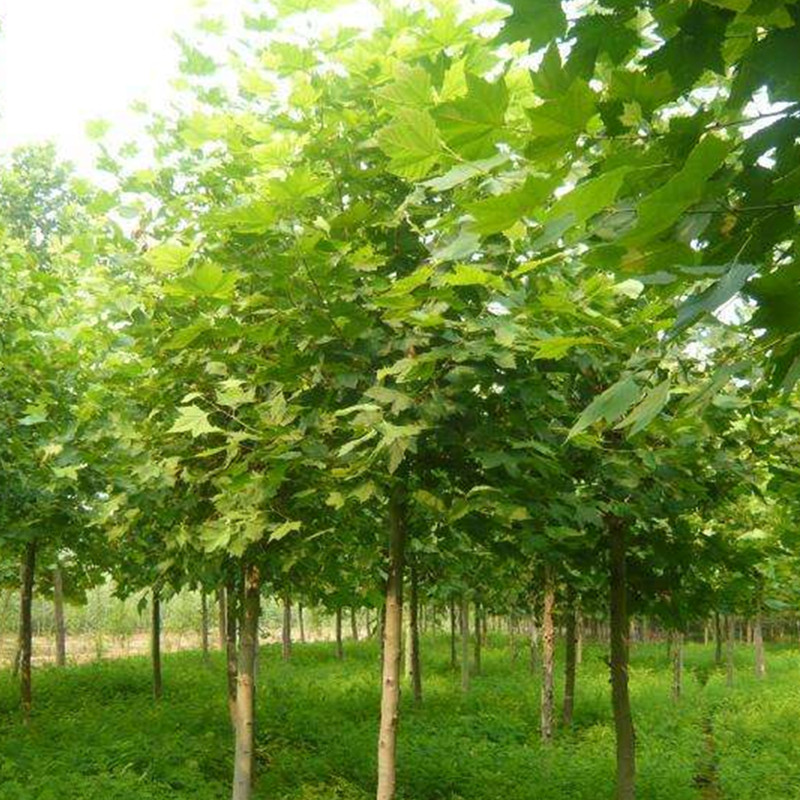 1570670725389267.jpg 1570670725389267.jpg