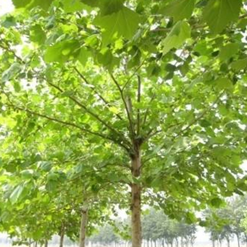 1570670726250216.jpg 1570670726250216.jpg