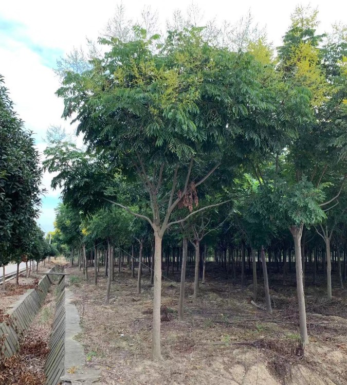 栾树11公分栾树 北栾 南栾 栾树 栾树苗圃基地直发 价格优惠