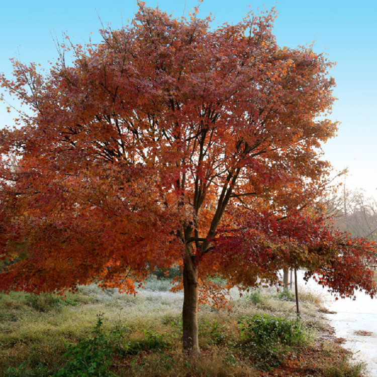 12公分鸡爪槭_郭中良鸡爪槭基地直销_工程苗上车价1150元_全国发货