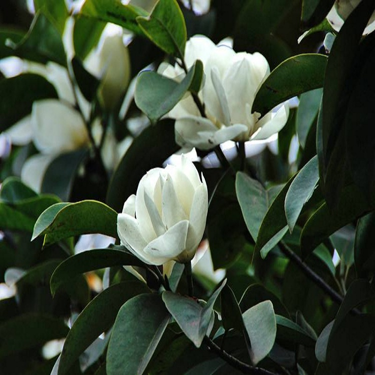 供应广玉兰 12公分广玉兰价格 广玉兰庭院树 15-20公分广玉兰