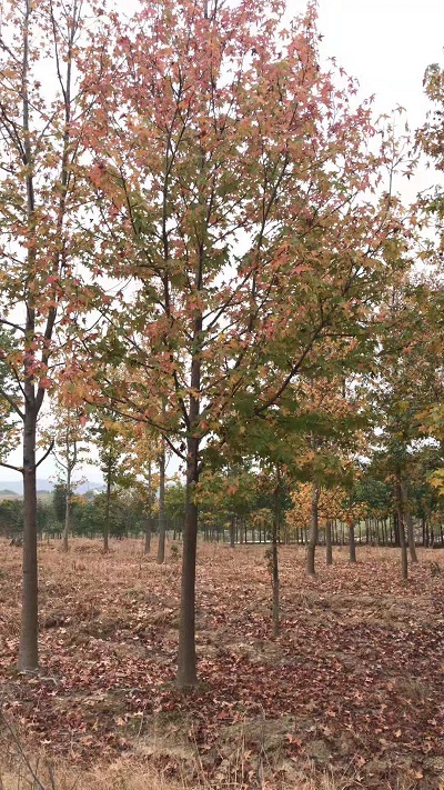 枫香 枫香价格 南京枫香 产地直销