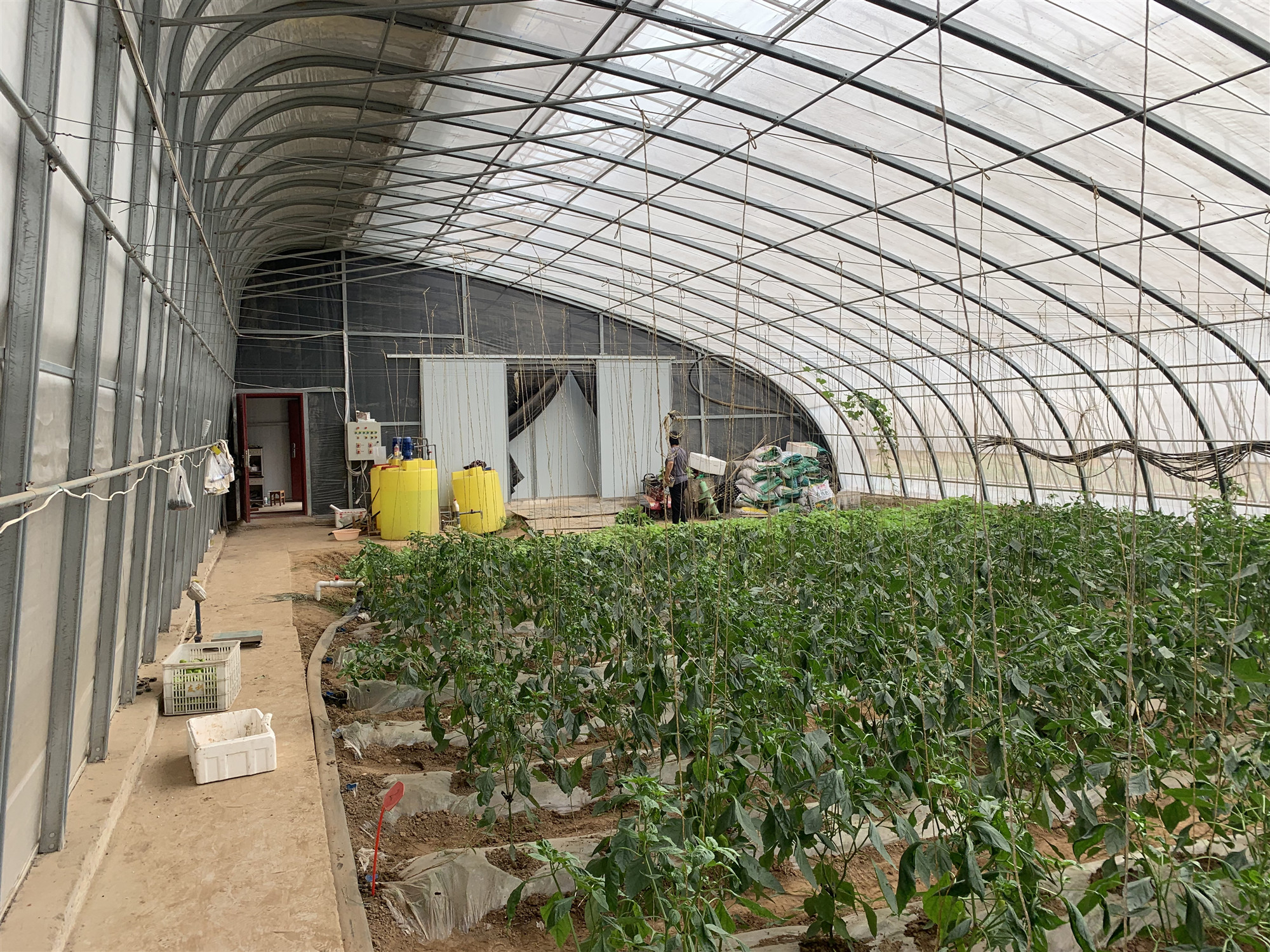 供应单栋大棚-海安市中兴温室大棚制造厂-首屏好物